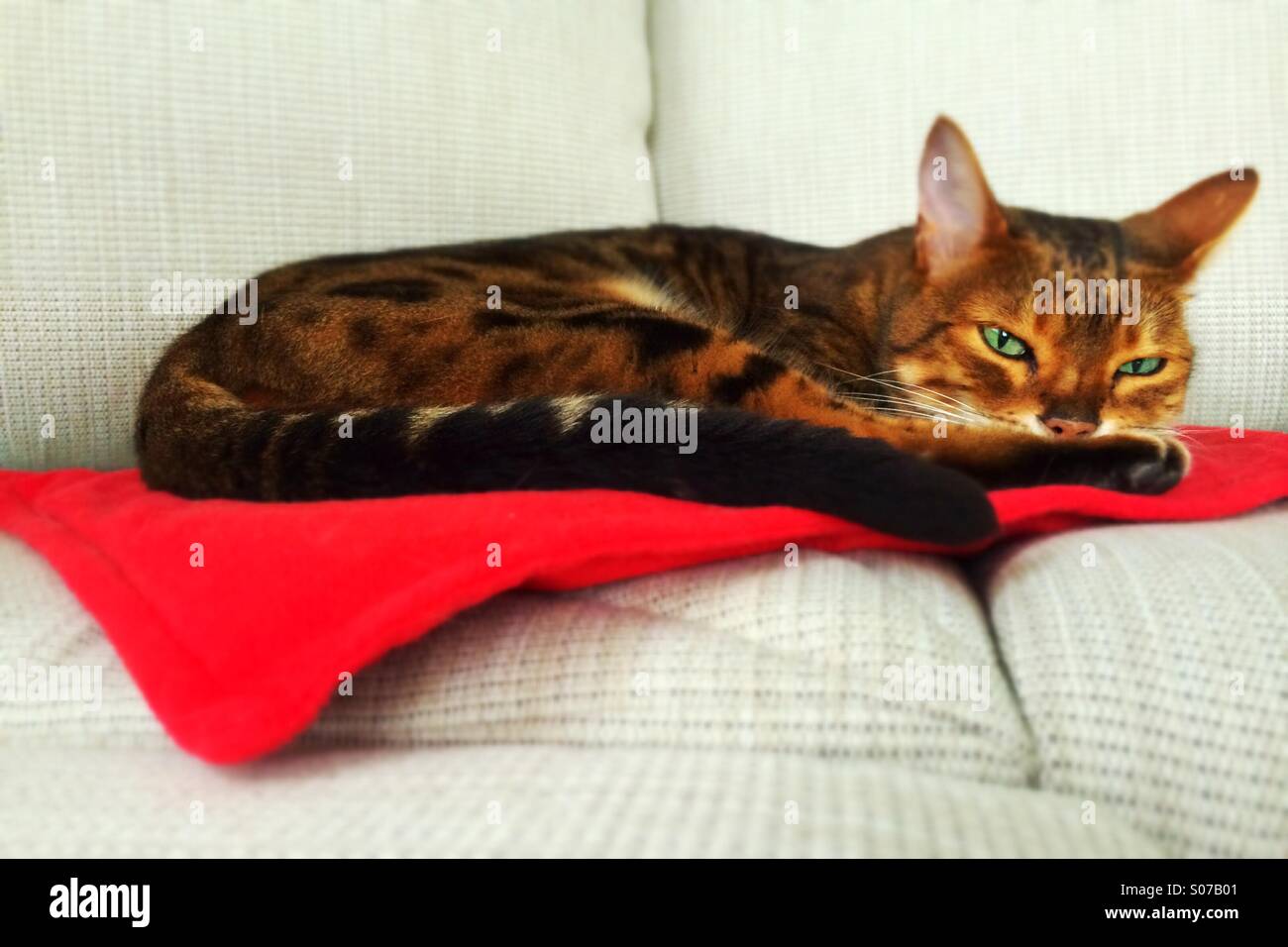 Brown marbled Bengal cat resting Stock Photo Alamy