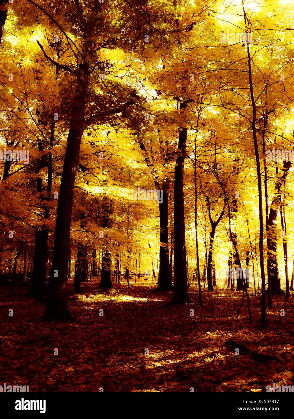Autumn maple forest Stock Photo