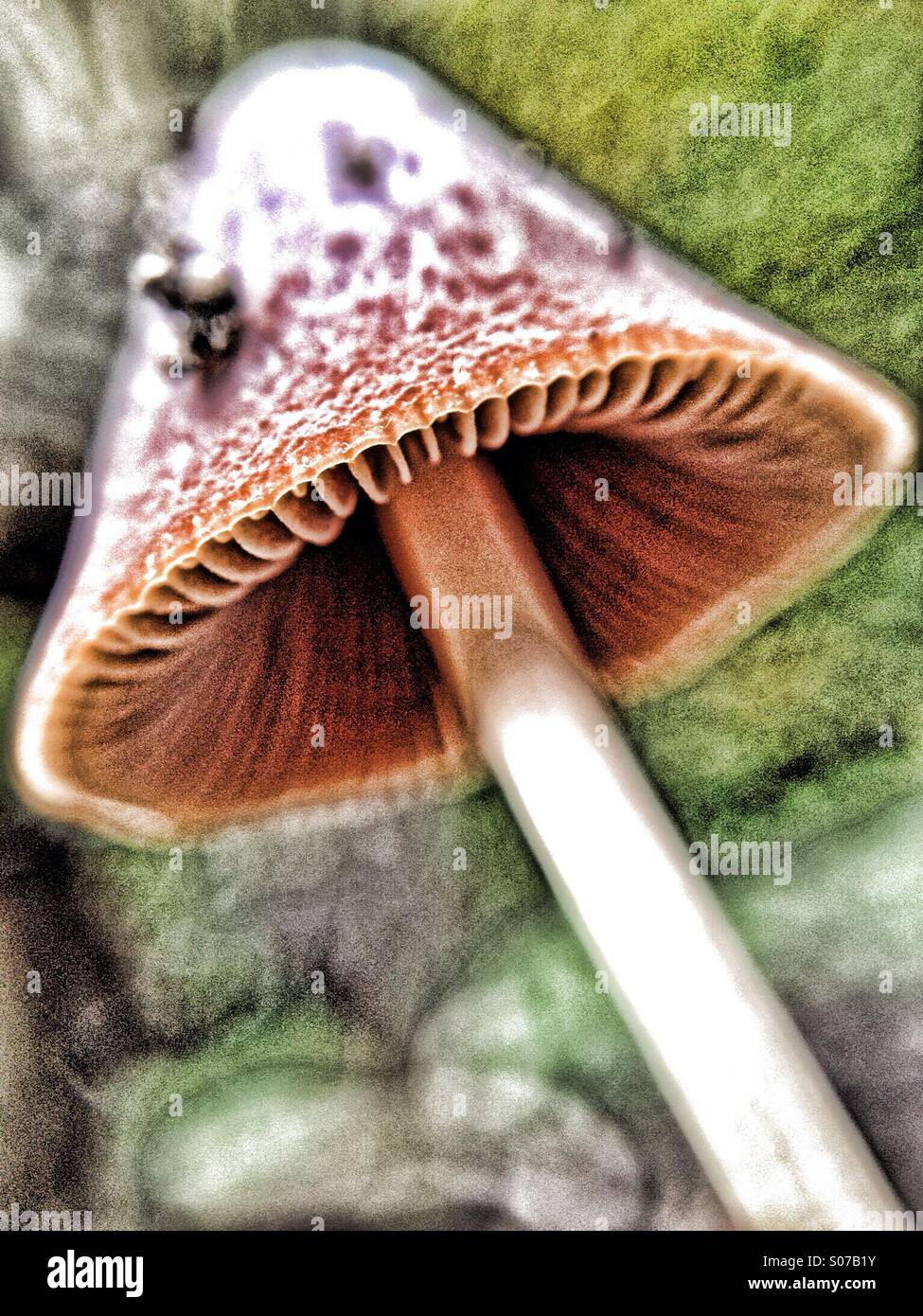 Mushroom - Smartphone Captured Stock Image
