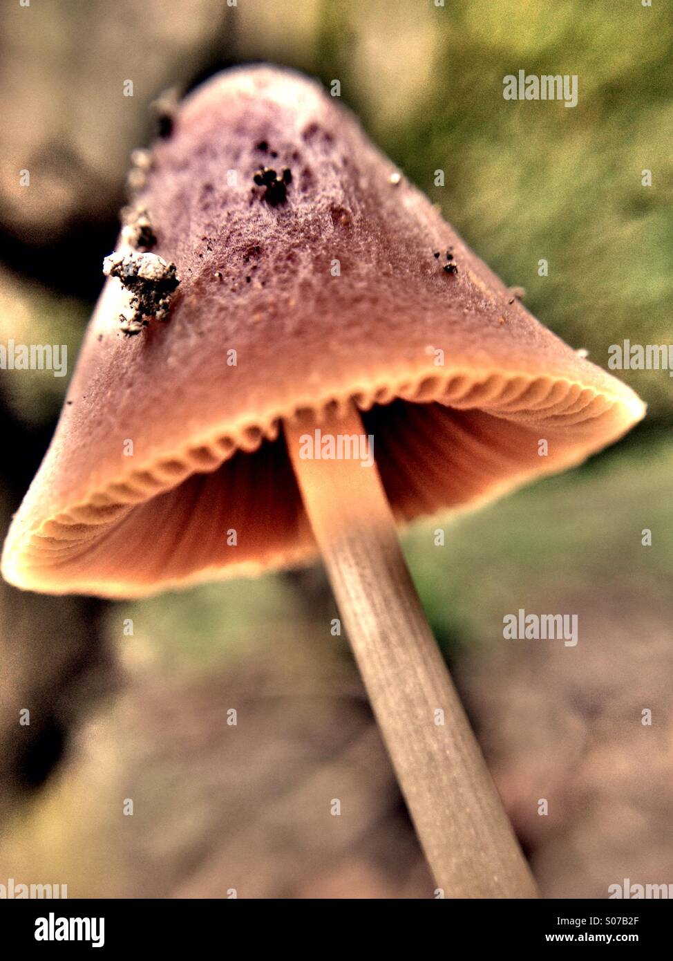 Mushroom - Smartphone Captured Stock Image