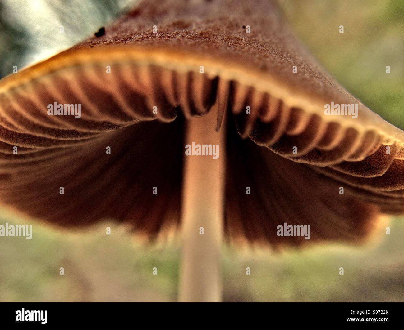 Mushroom - Smartphone Captured Stock Image