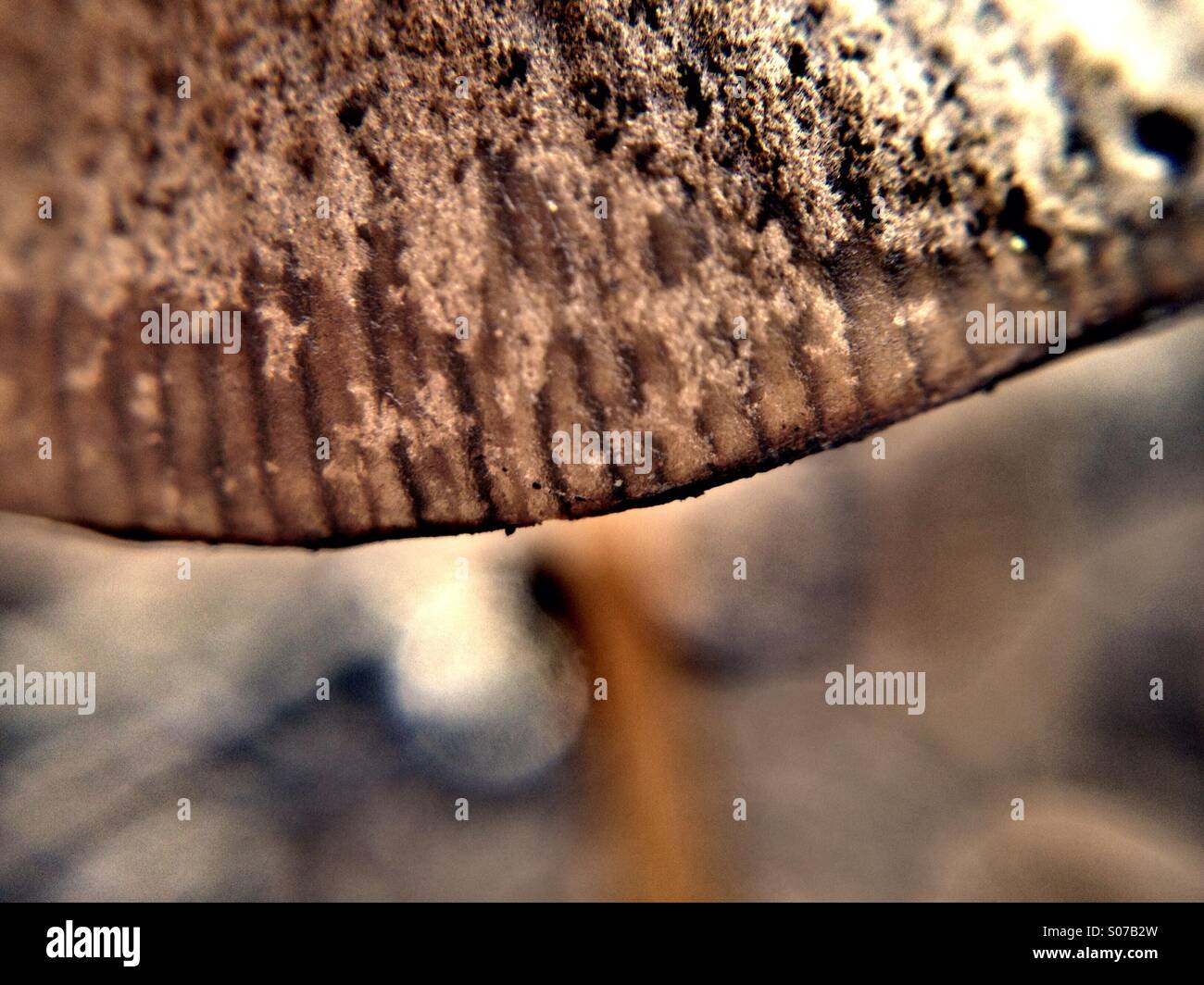 Mushroom - Smartphone Captured Stock Image