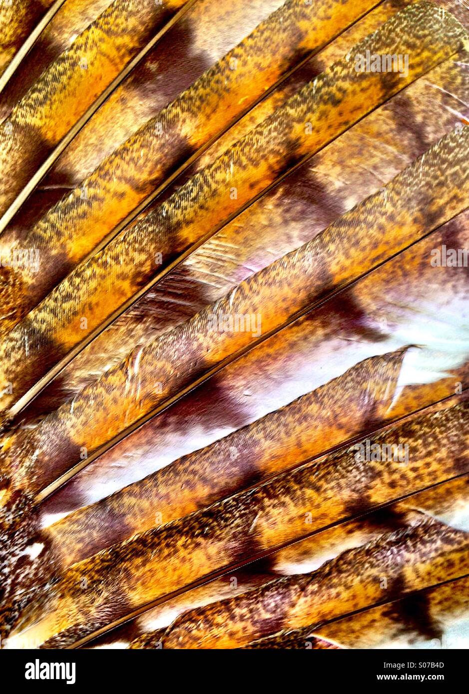 Closeup, barn owl wing feathers - Smartphone Captured Stock Image