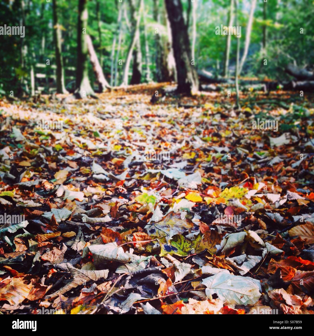 Autumn Leaves, CS Lewis Community Nature Reserve, Oxford - Smartphone Captured Stock Image