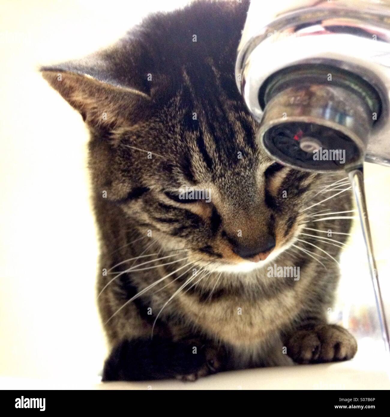 Cat staring at running faucet. Stock Photo