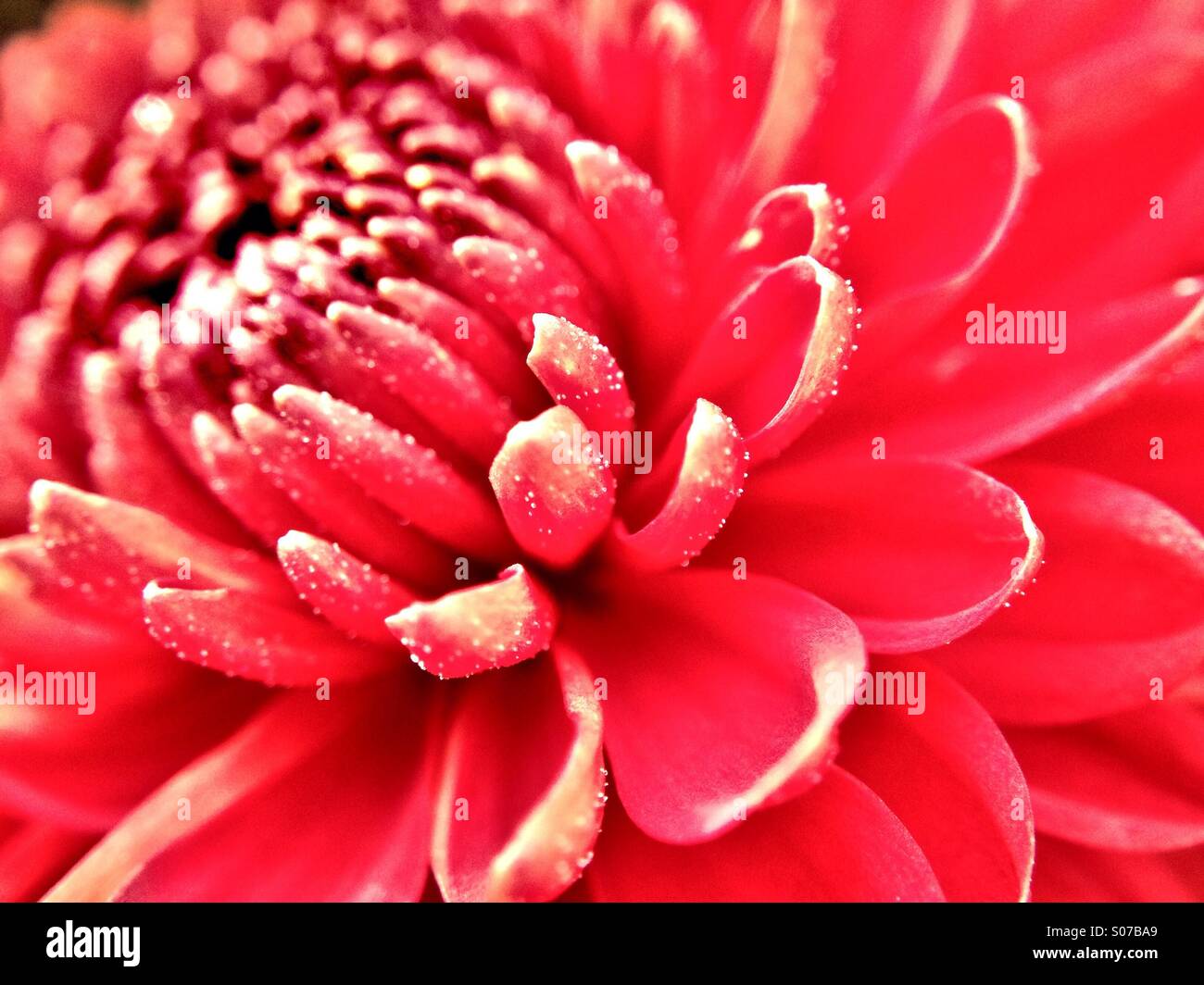 Chrysanthemum flower Stock Photo