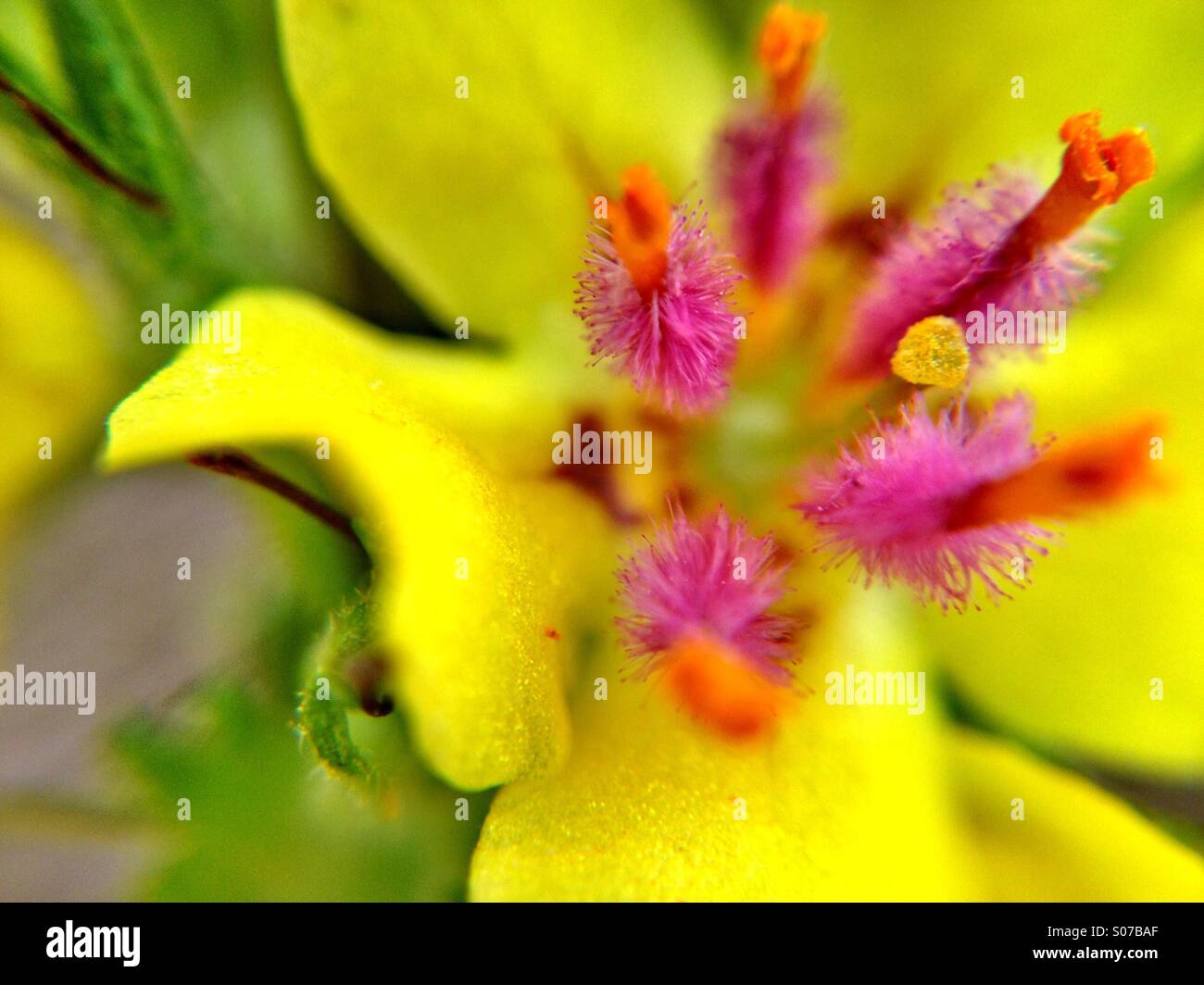 Close up of a verbascum flower Stock Photo