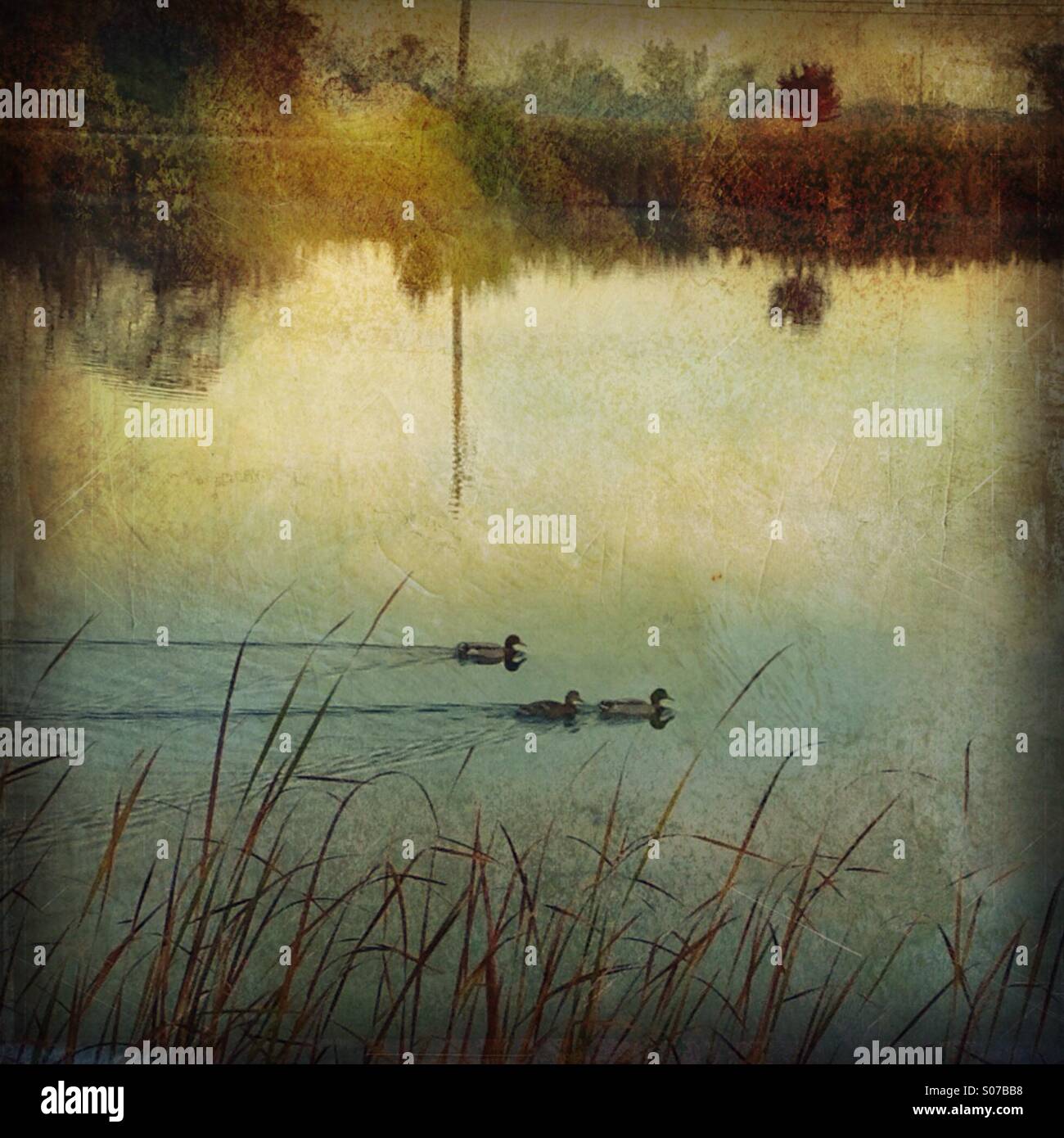 Ducks gliding across a lake. - Smartphone Captured Stock Image