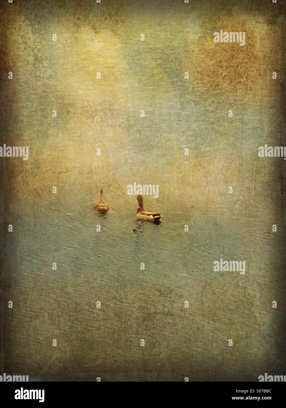 A duck couple swimming together. - Smartphone Captured Stock Image