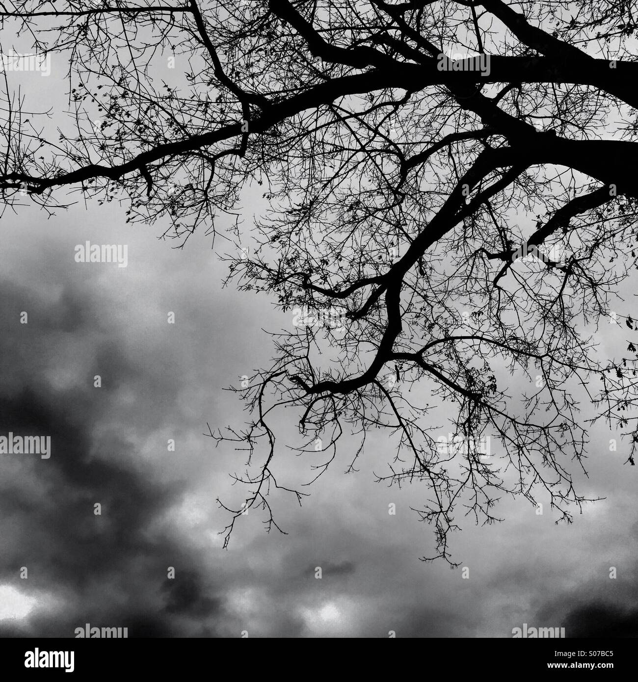 Tree silhouette and dark sky Stock Photo - Alamy