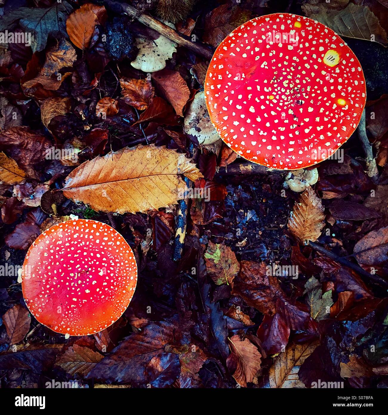 A pair of Amanita Muscaria or Fly Agaric mushrooms. Stock Photo
