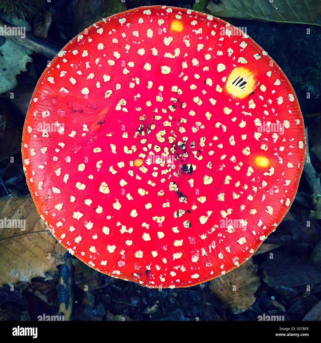 Amanita Muscaria mushroom Stock Photo