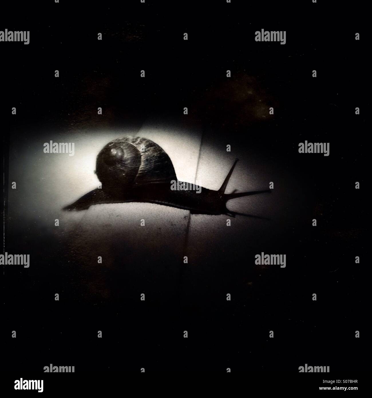 Snail photographed in the night Stock Photo Alamy