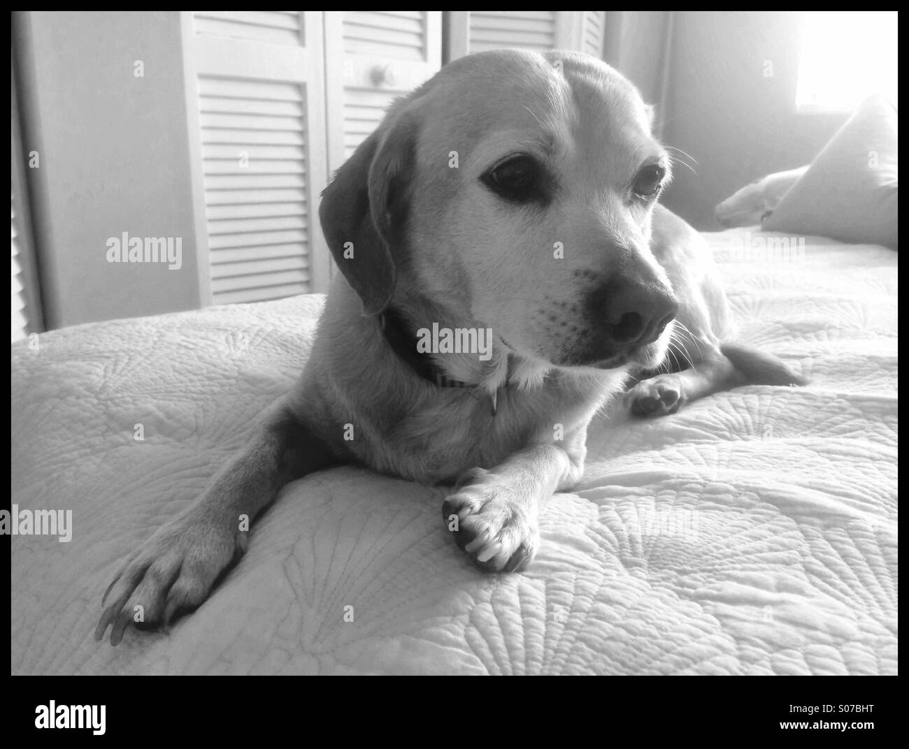 Mixed breed dog on bed. Stock Photo