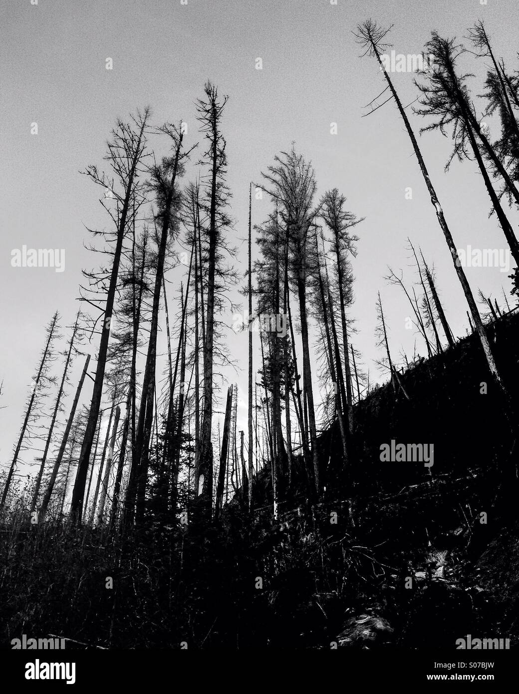Looking up. Forest fire damaged trees reaching high up into the sky. - Smartphone Captured Stock Image