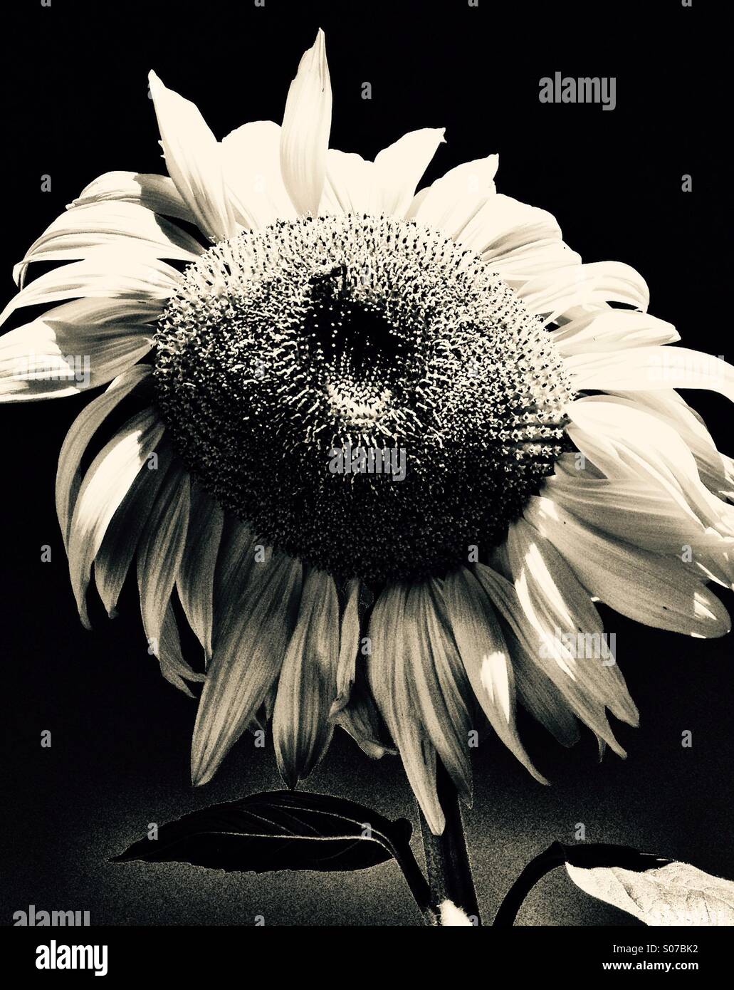 A sunflower stands hosts a bee in the afternoon sun. - Smartphone Captured Stock Image