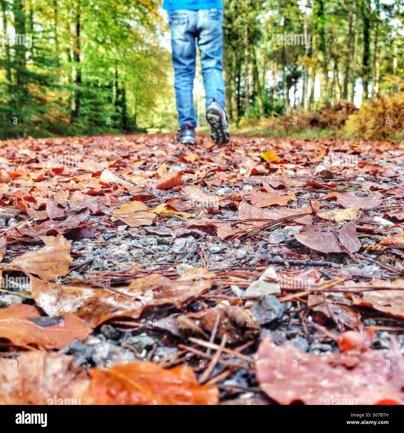 Autumn in Haldon Forest - Smartphone Captured Stock Image