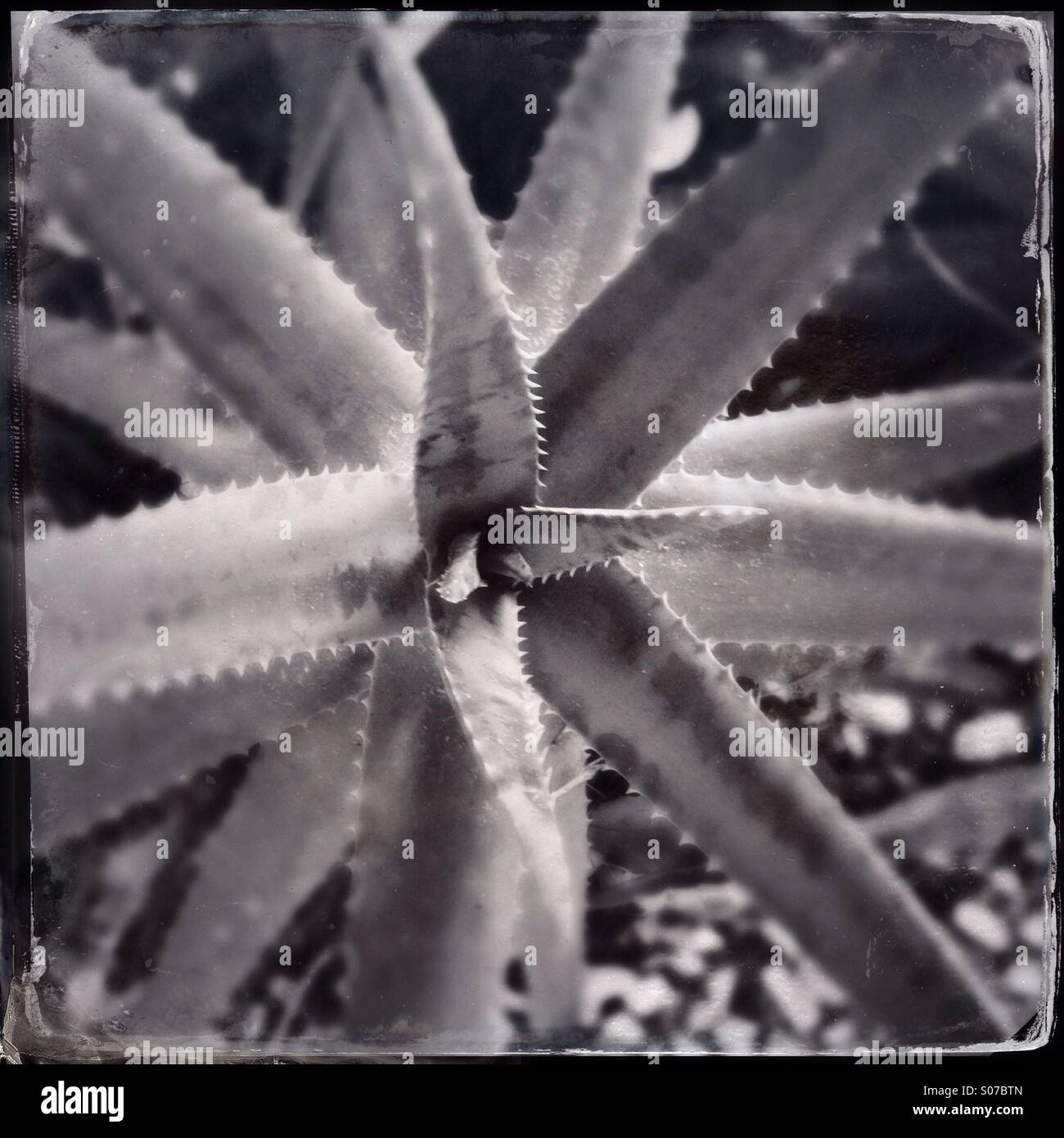 An Aloe plant in black and white Stock Photo - Alamy