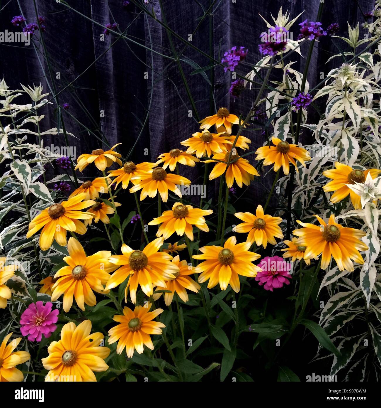 purple and yellow flowers Stock Photo Alamy