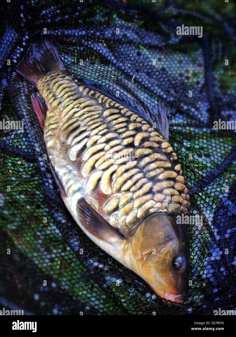 Young Mirror Carp Stock Photo - Alamy