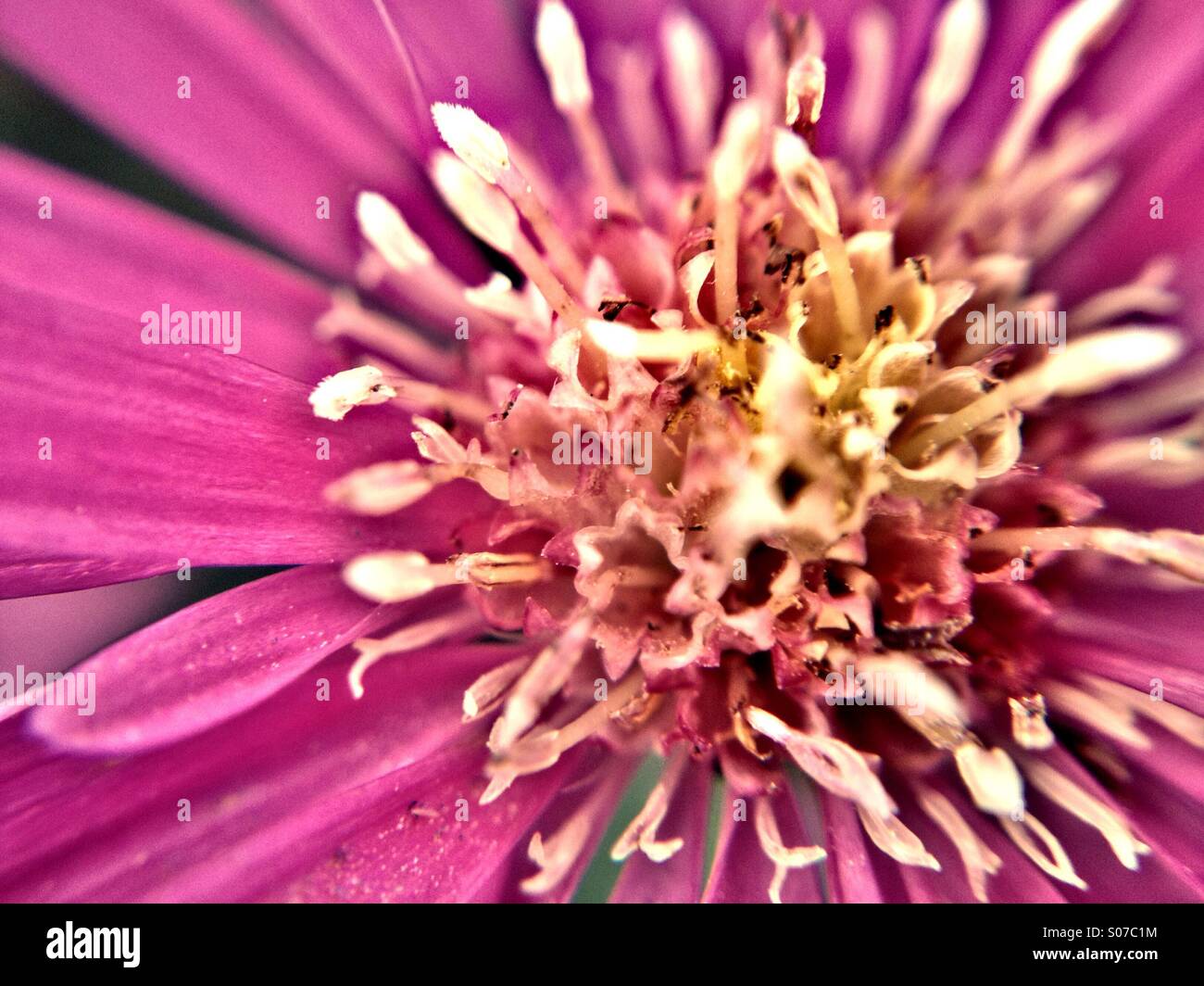 Close up of Michaelmas daisy Stock Photo