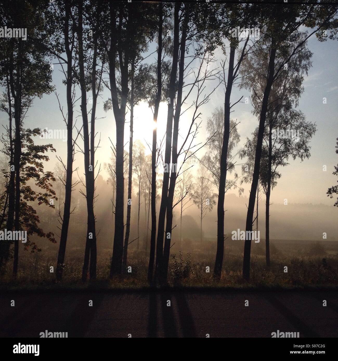 A sea mist floats through a forest glade on an autumn fall morning in the Finnish Åland archipelago - Smartphone Captured Stock Image