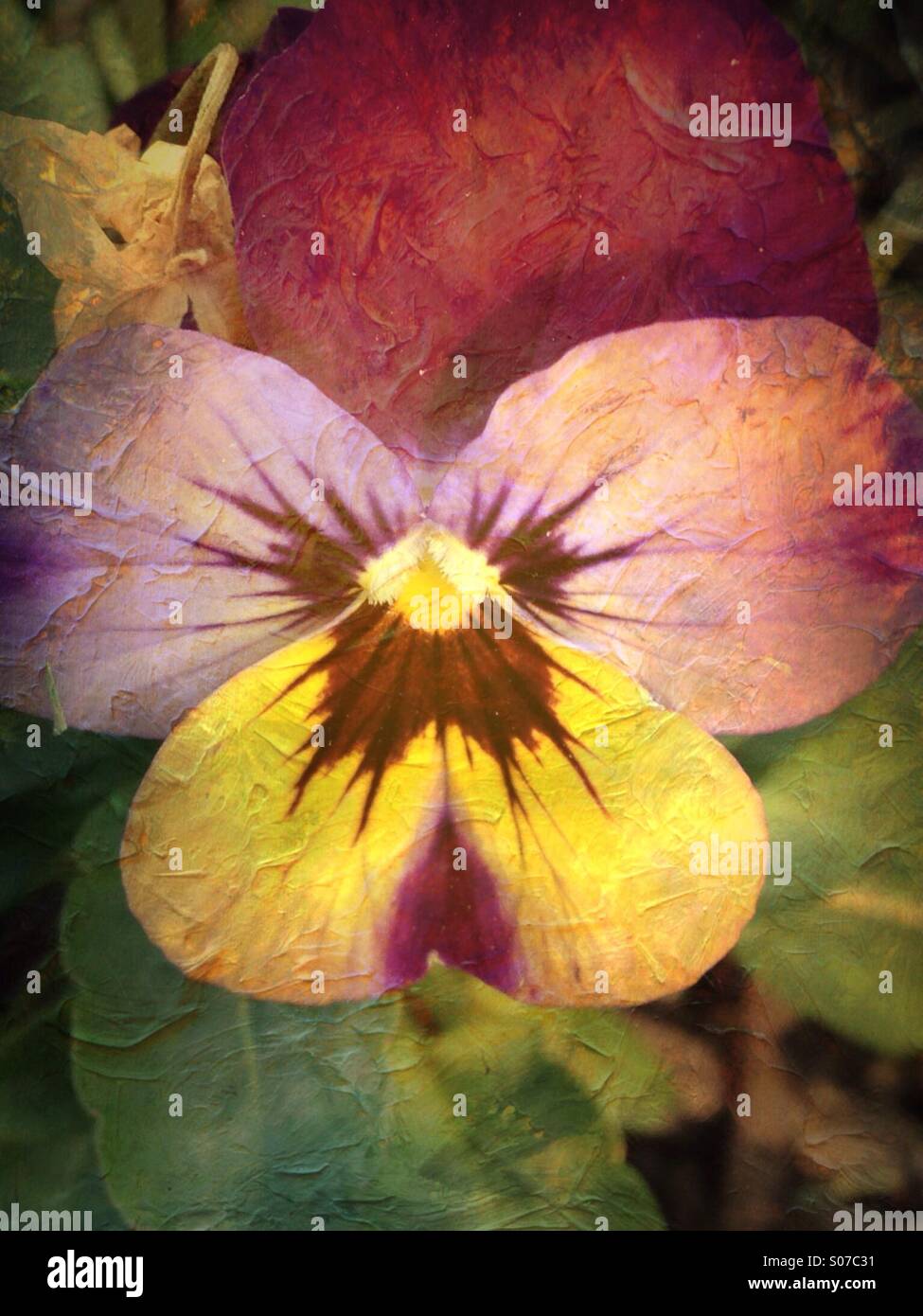A purple and yellow pansy. - Smartphone Captured Stock Image