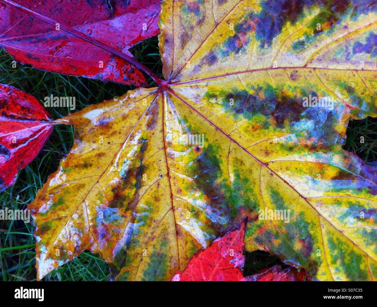 Gold and red wet Autumn Maple leaf on on the ground, BC, Canada. - Smartphone Captured Stock Image
