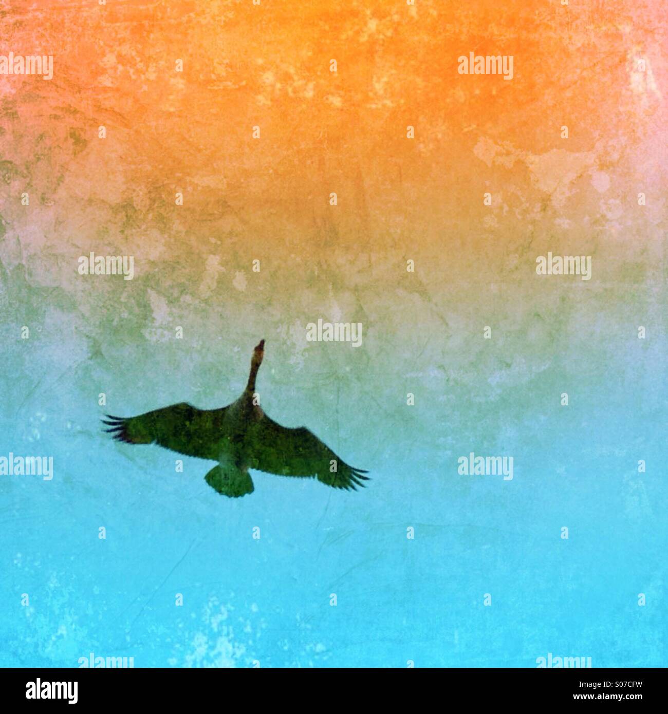 Wingspan. - Smartphone Captured Stock Image