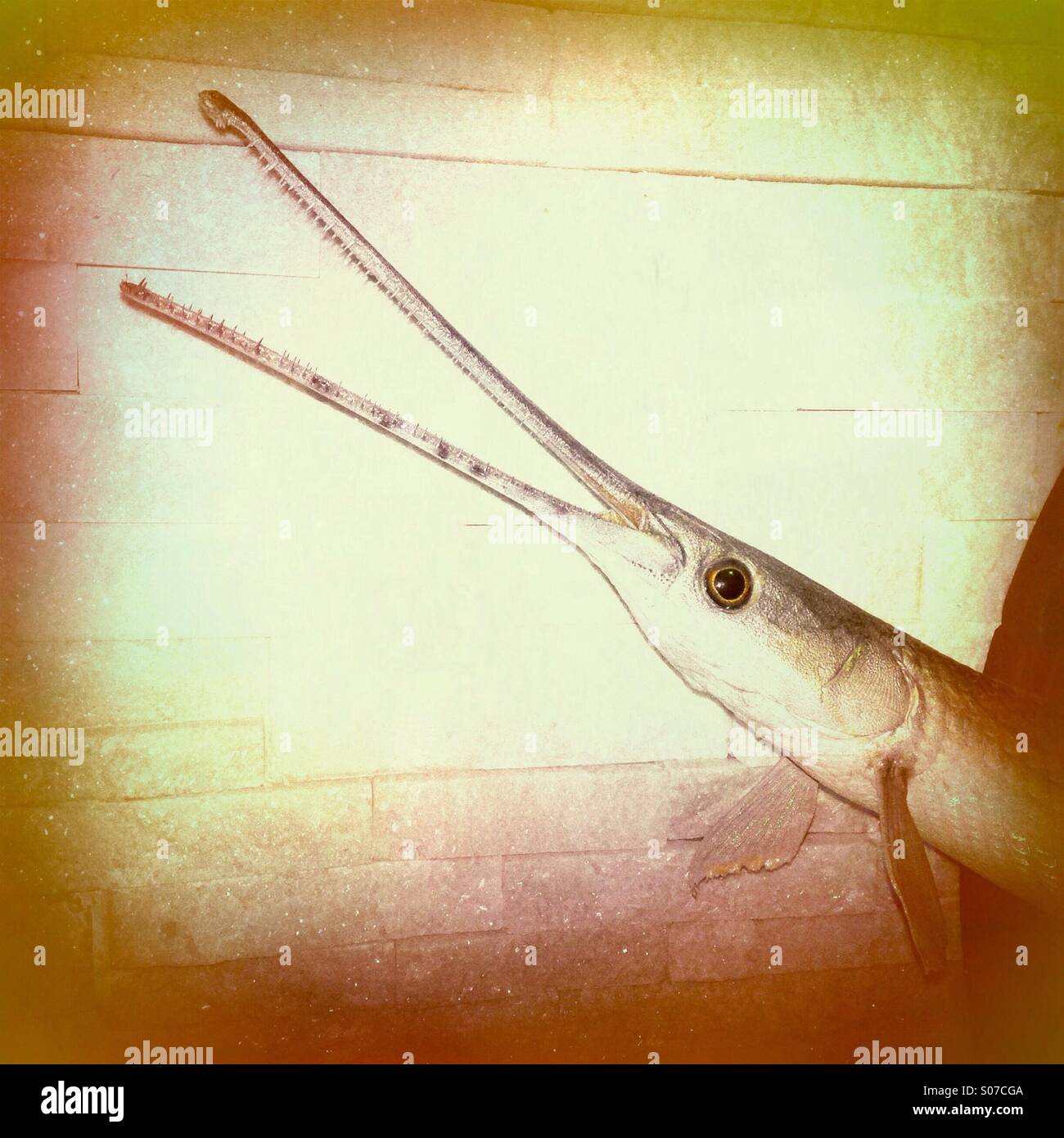 Close up of taxidermy long nose gar. - Smartphone Captured Stock Image