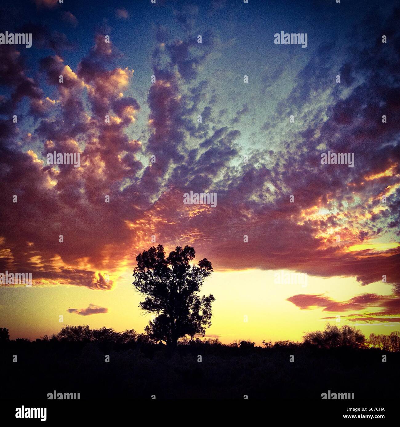 Lone tree at sunset. - Smartphone Captured Stock Image