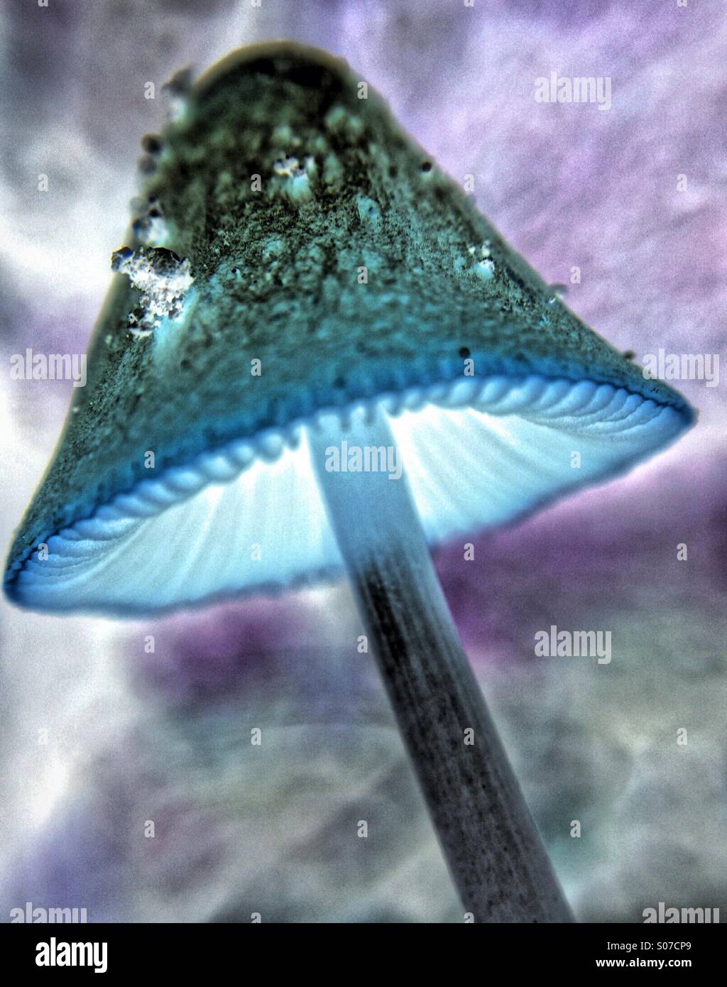 Inverted colours on a mushroom - Smartphone Captured Stock Image