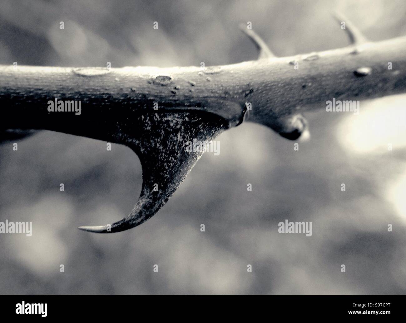 Rose thorn - Smartphone Captured Stock Image