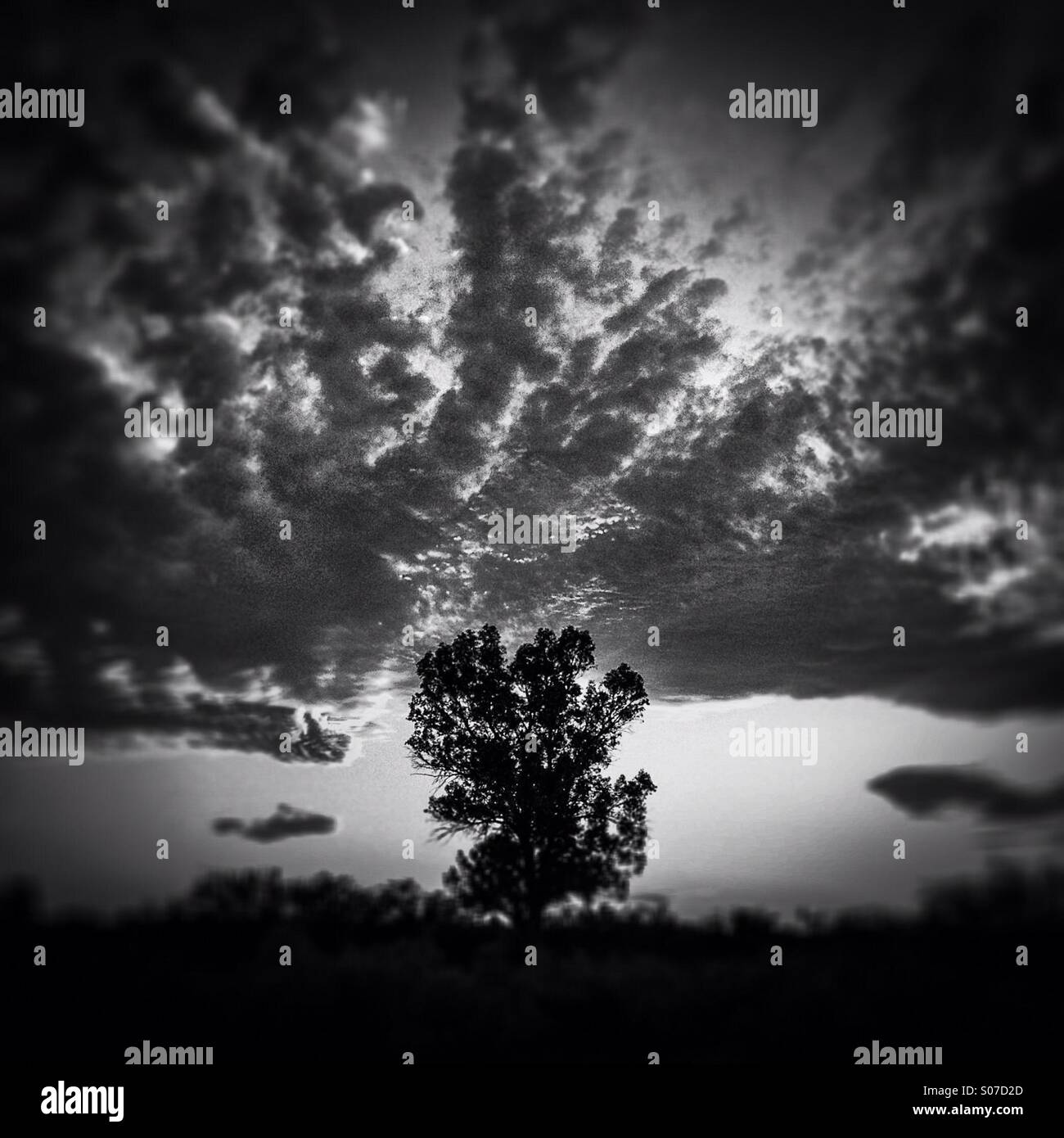 A lone tree at sunset. - Smartphone Captured Stock Image