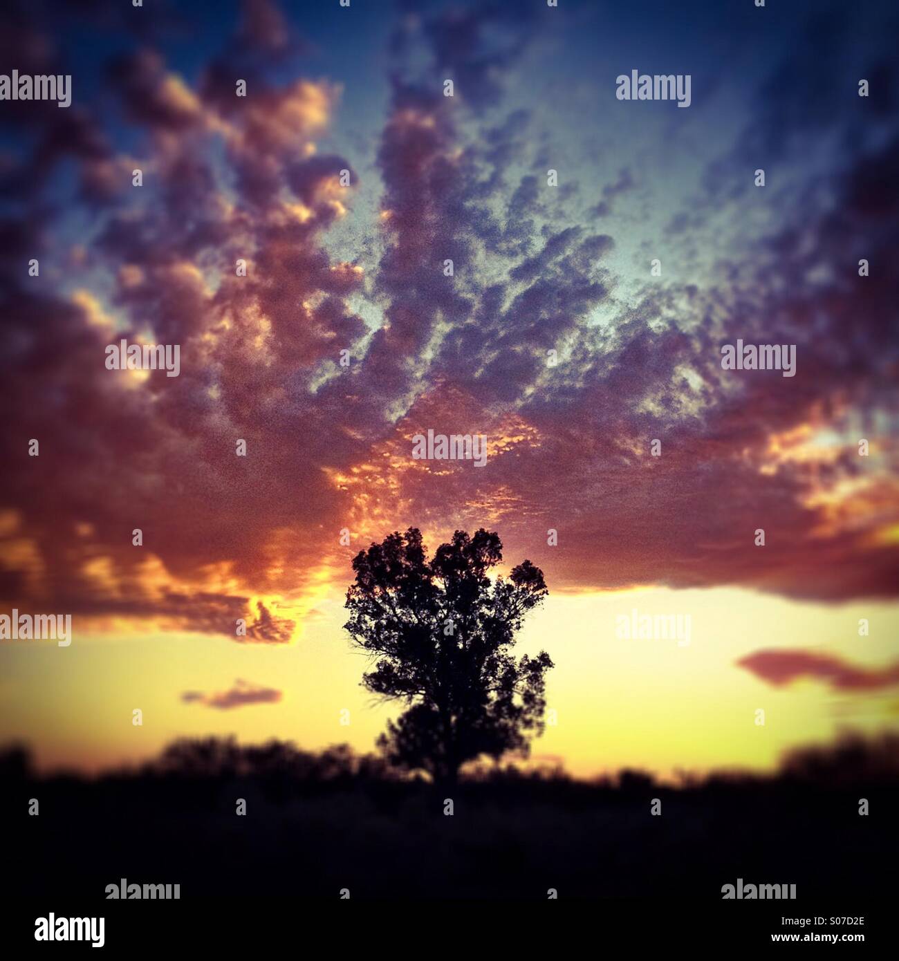 A lone tree at sunset, Sonoran Desert, Tucson, Arizona, USA. - Smartphone Captured Stock Image