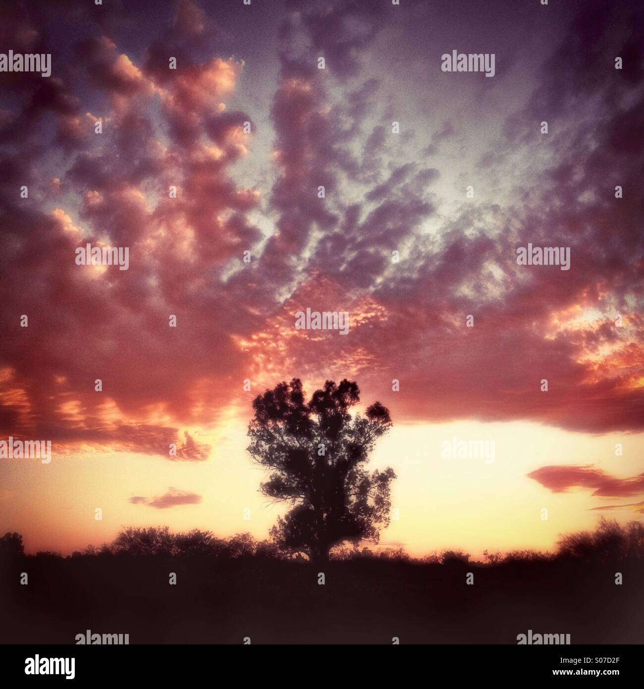 A lone tree at sunset is silhouetted in the Sonoran Desert, Tucson, Arizona, USA. - Smartphone Captured Stock Image