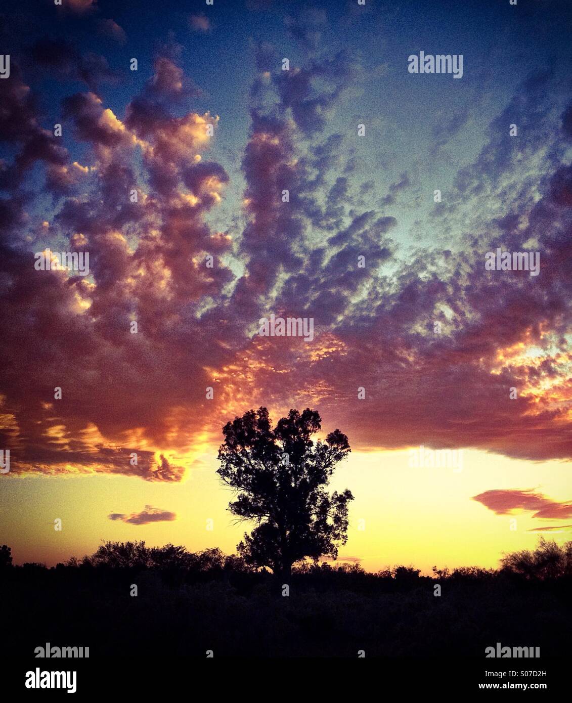 A lone tree at sunset. - Smartphone Captured Stock Image