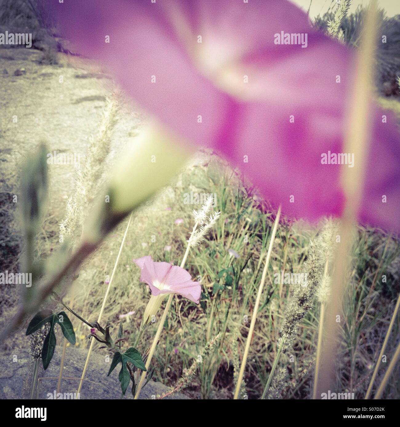 Purple wildflowers along the trail. - Smartphone Captured Stock Image