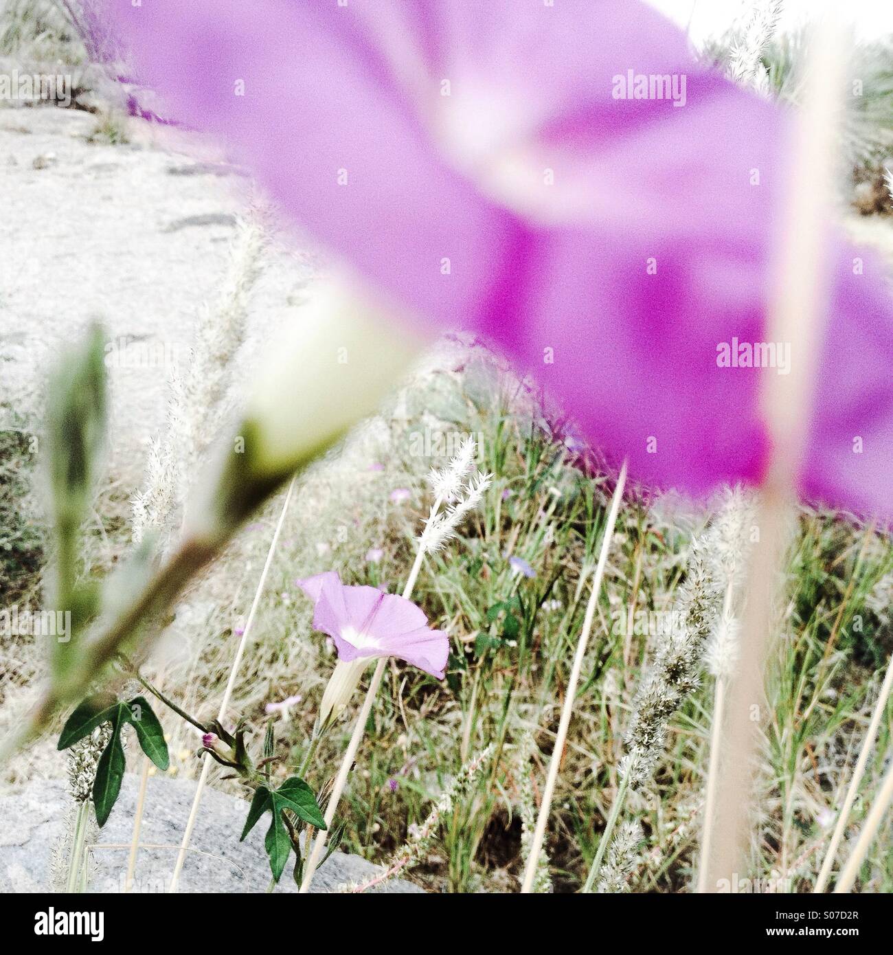 Purple wildflowers  along the trail. - Smartphone Captured Stock Image