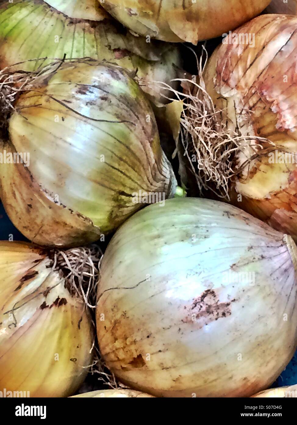 Raw onion bulbs Stock Photo Alamy
