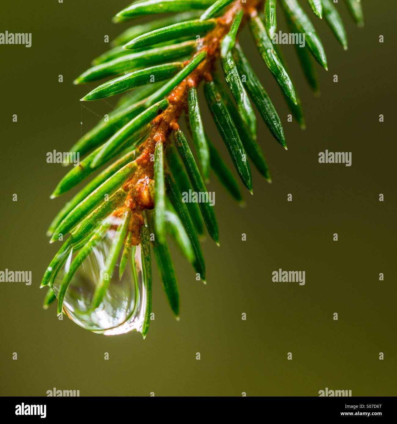 Pine needles with water droplet Stock Photo Alamy