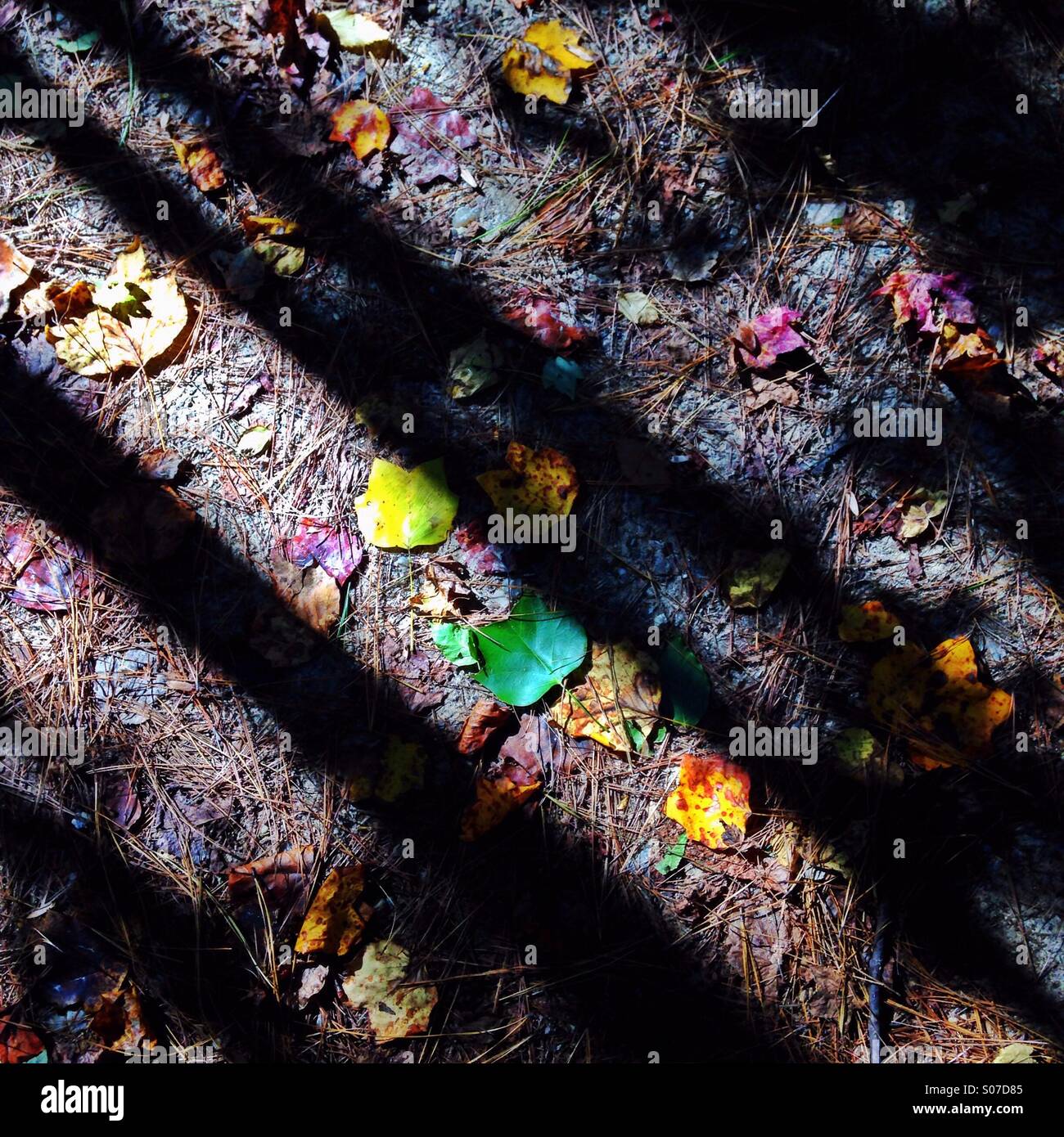 Forest floor shadows - Smartphone Captured Stock Image