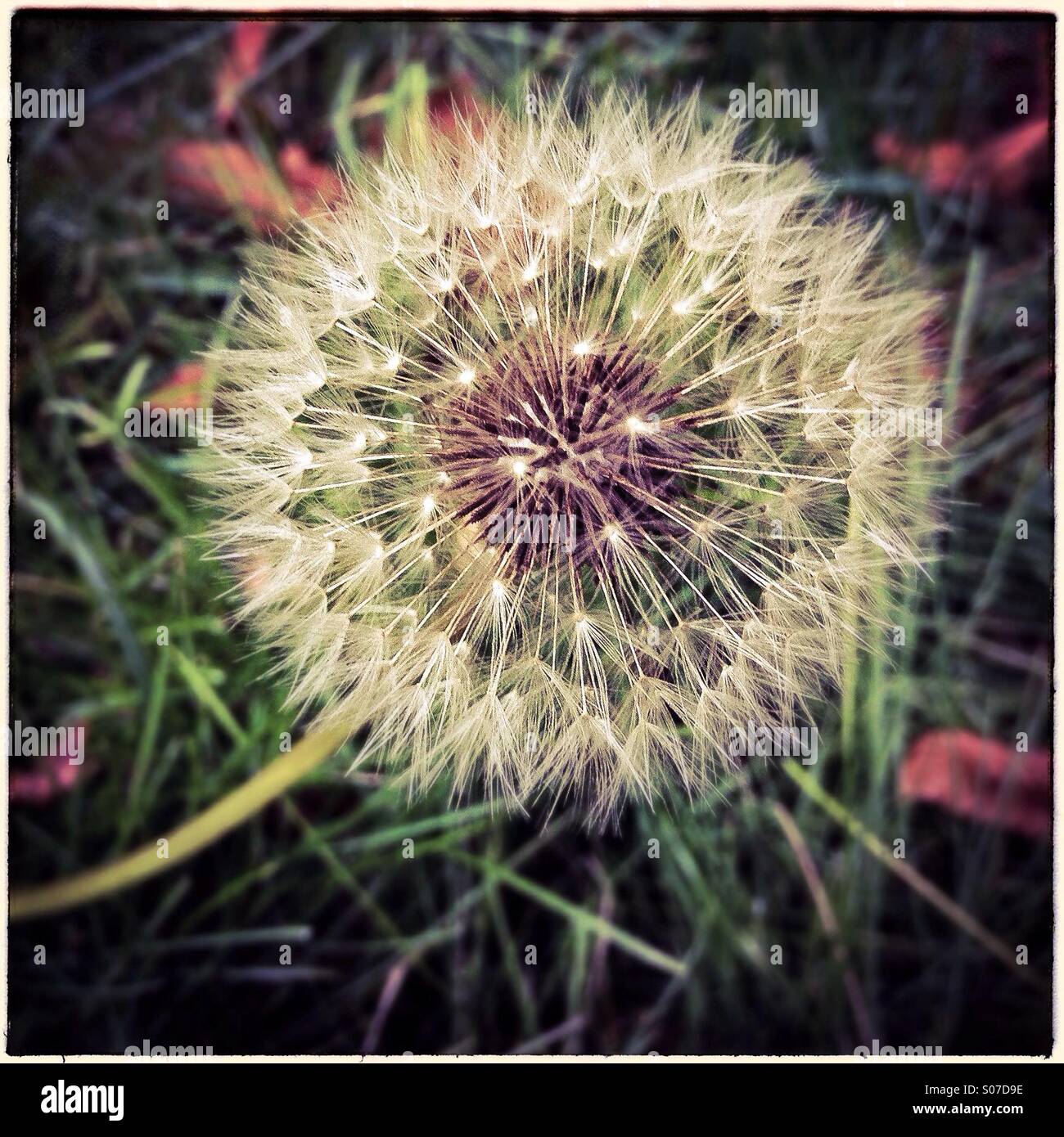 Dandelion seeds - Smartphone Captured Stock Image