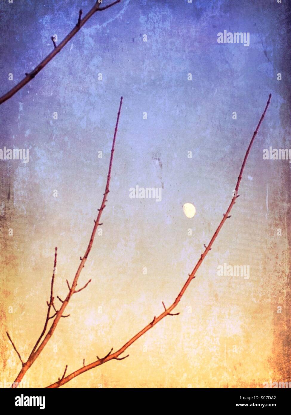Then moon viewed through tree branches. - Smartphone Captured Stock Image