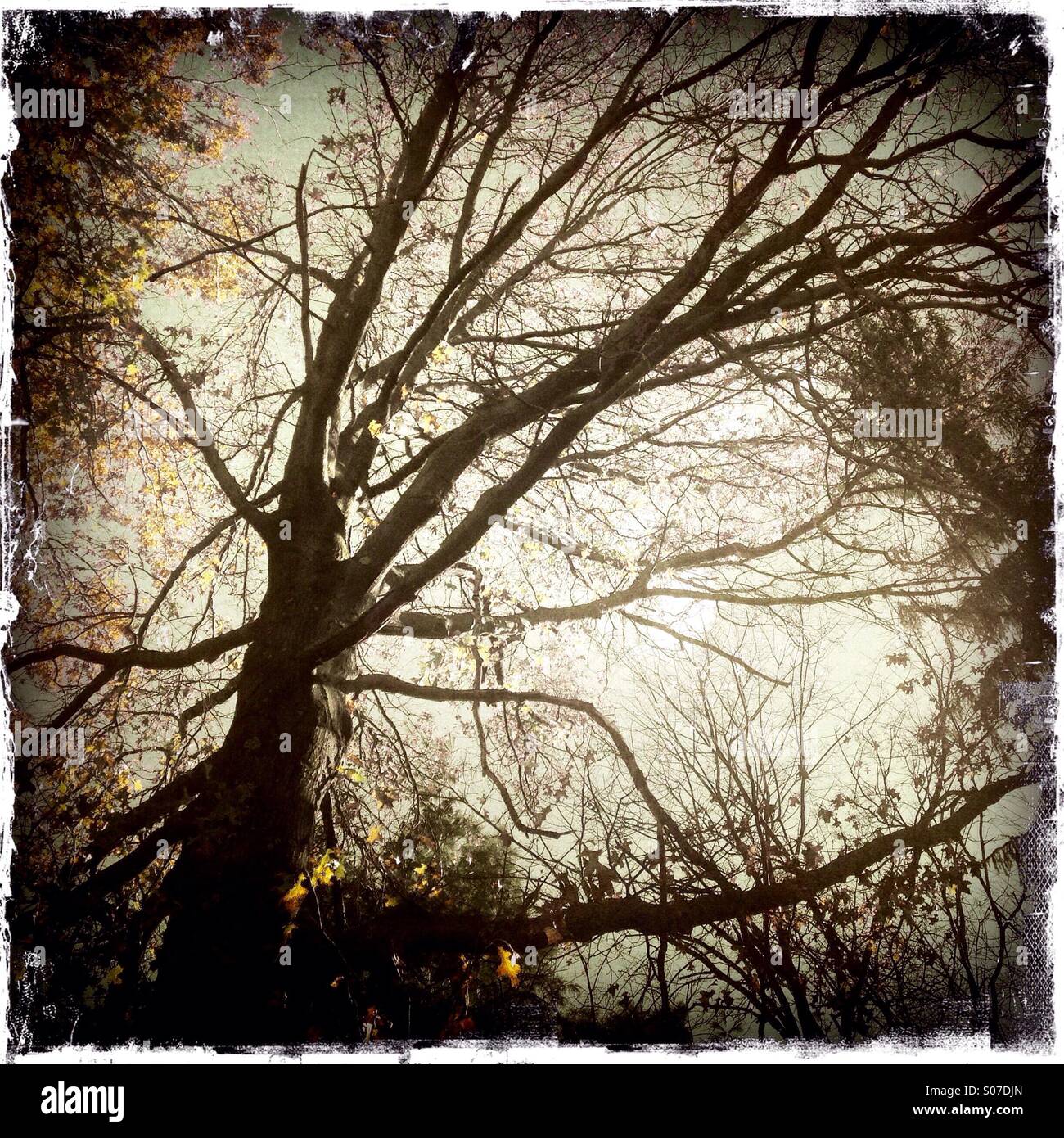 A giant oak tree with no leaves - Smartphone Captured Stock Image
