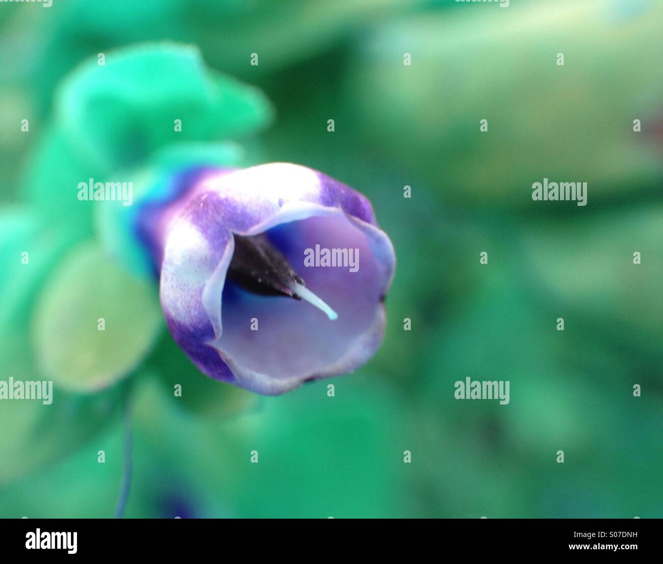 Small bell shaped flower - Smartphone Captured Stock Image