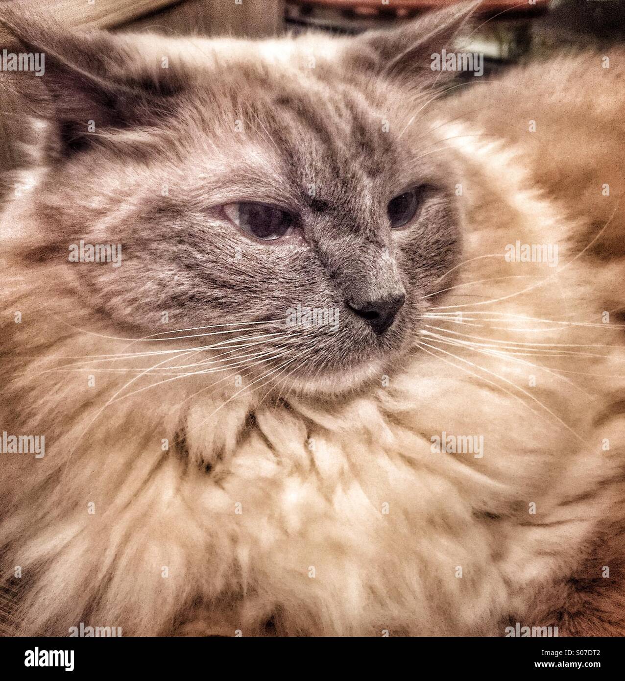 Close up of Long haired grumpy cat. Stock Photo