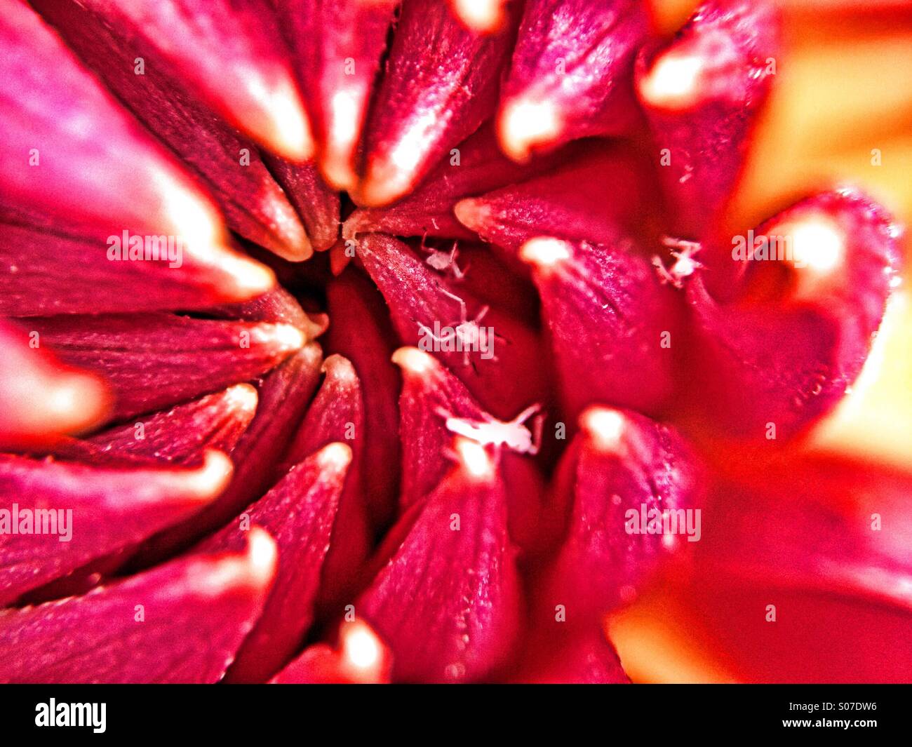 Dahlia flower petals Stock Photo - Alamy