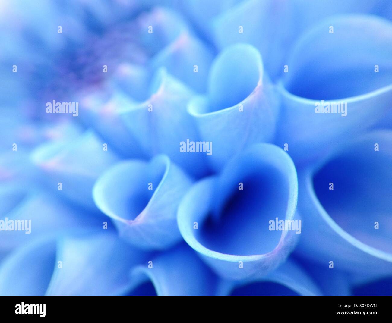 Dahlia petals with colour change Stock Photo - Alamy