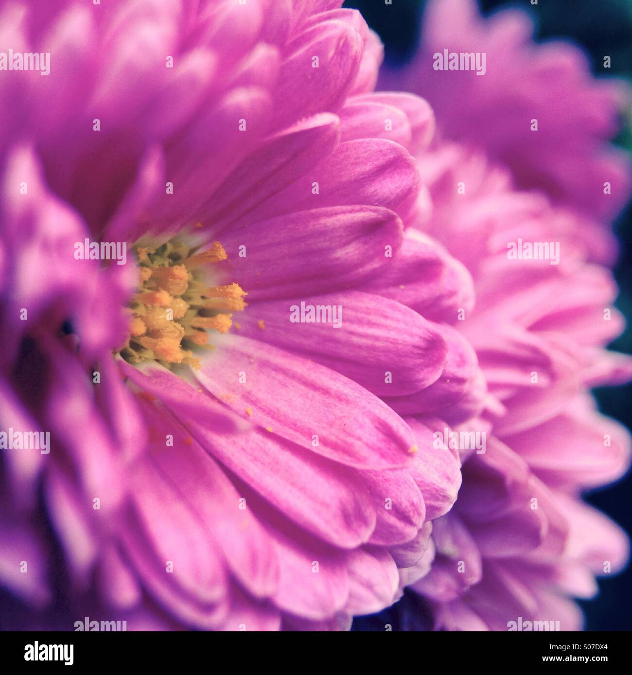Chrysanthemums hi-res stock photography and images - Alamy